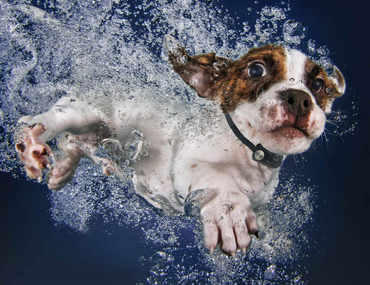 Model PX-2 LARGE POWER PET ® DOOR for All Pets up to 100 lbs.