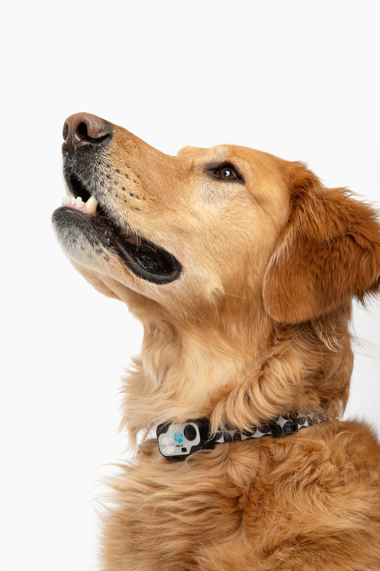 MS-5 Modern Designer Series Automatic Pet Door Collar