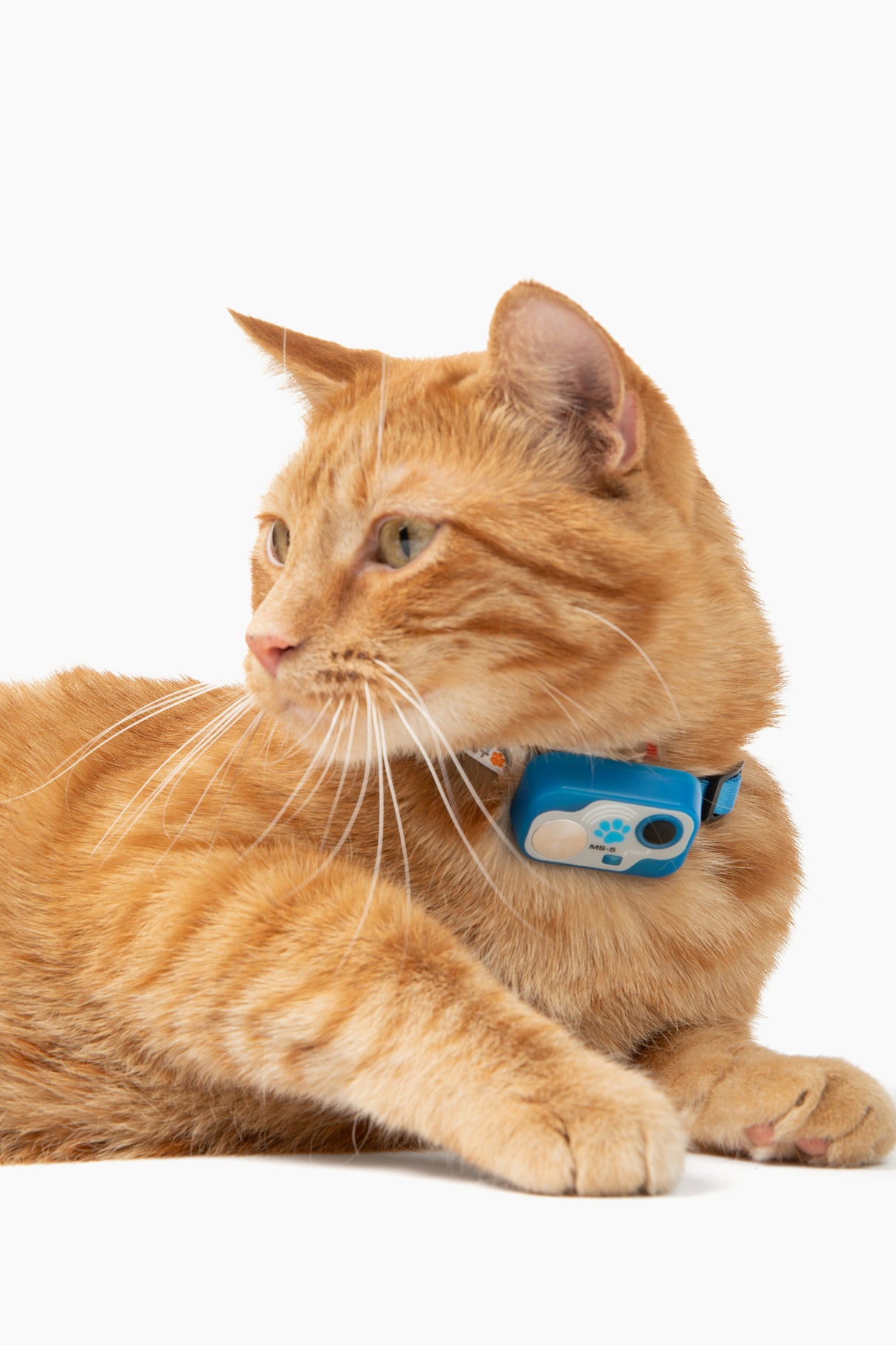 MS-5 Designer Series Blue Cat Safety Collar