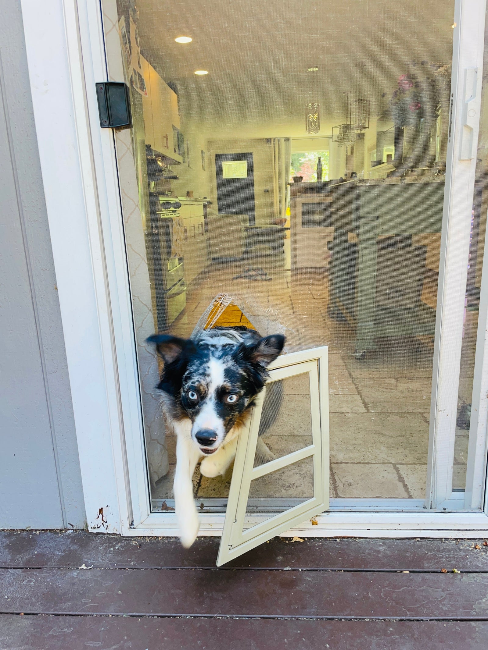 3 Small Changes That Reduced My Daily Dog Owner Chaos