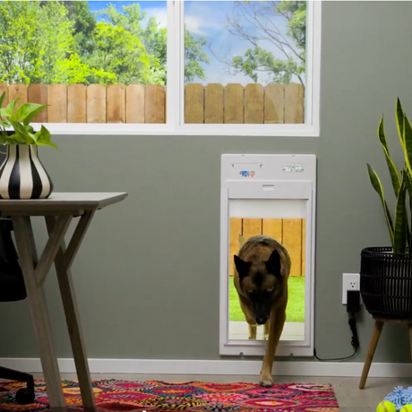 How to Train Your Dog for a Doggie Door