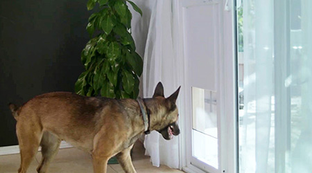 Top Features of Metal Doggie Doors