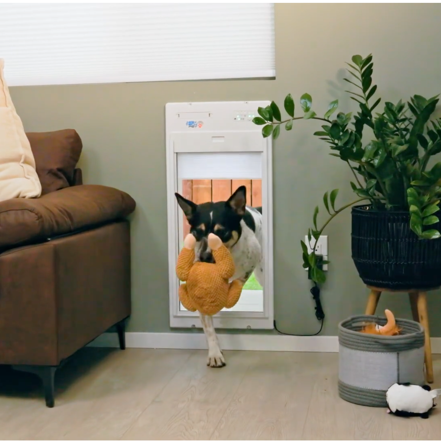 Manual vs Automatic Pet Doors: 5 Things I Considered