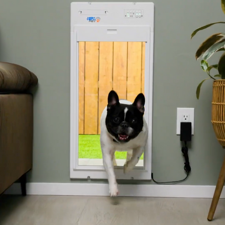 5 Problems Facing Pet Owners Today (And Smart Ways to Solve Them)