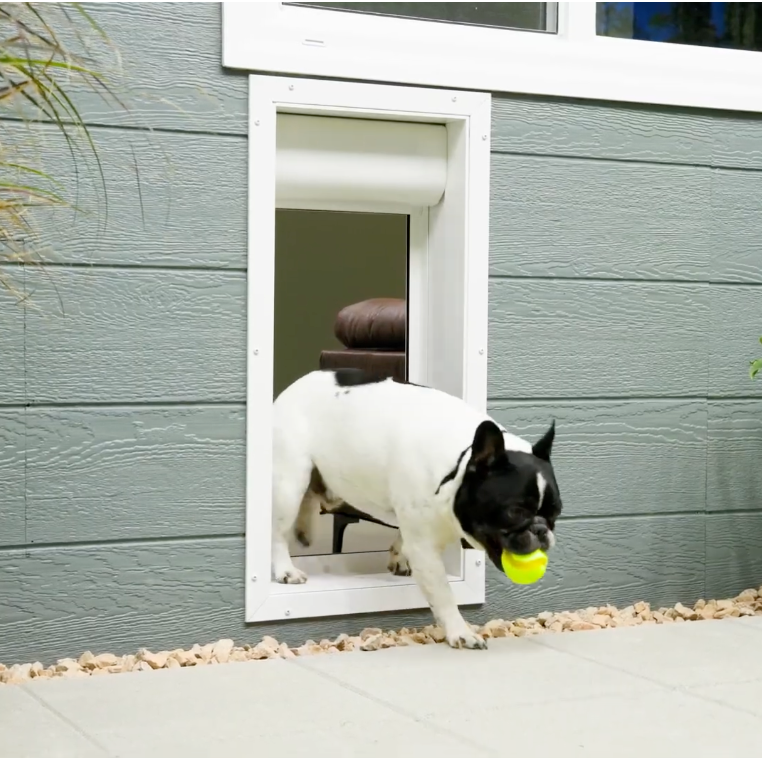Best Small Dog Doors for Your Home