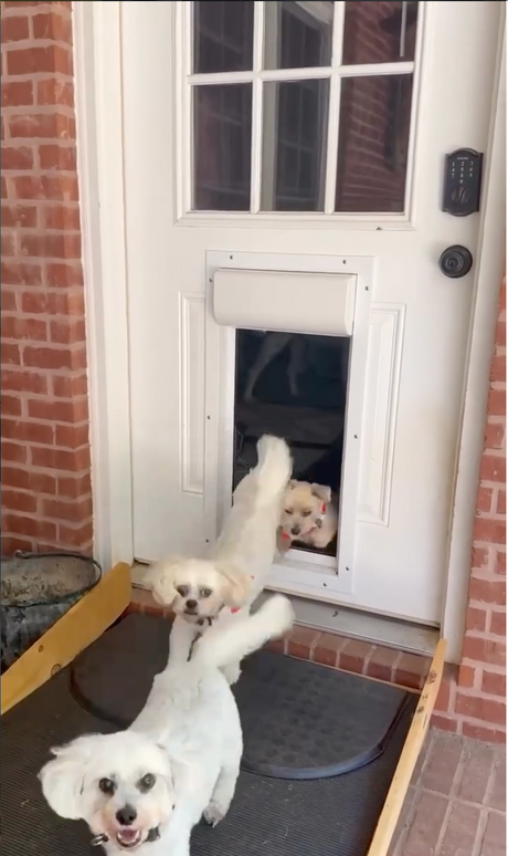 Fast dogs? Slow dogs? Customize your smart pet door with smart range control.