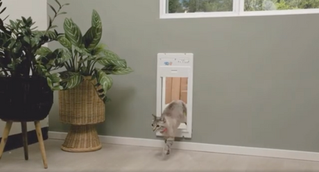 Top Electric Cat Doors for Modern Homes