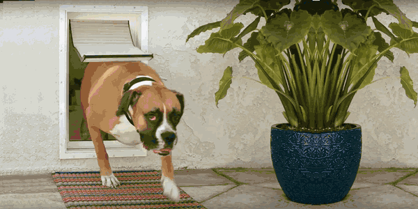 Common Mistakes When Installing Pet Doors