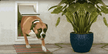 Common Mistakes When Installing Pet Doors