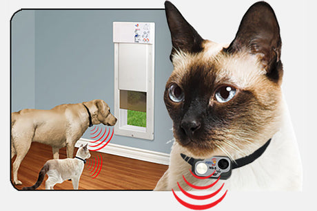 Electric Cat Doors: A Comprehensive Buying Guide