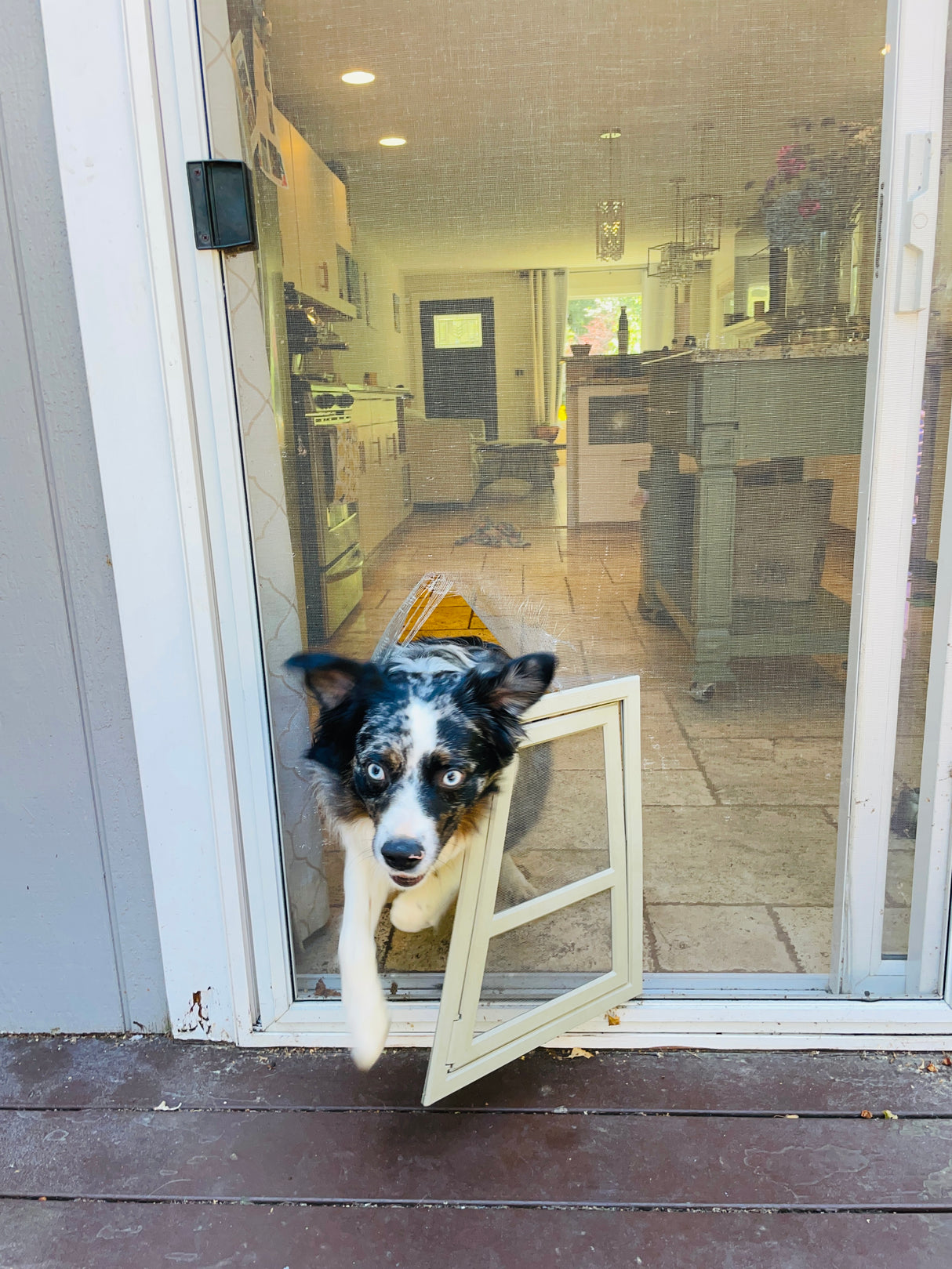 PXR-STE-XL EXTRA LARGE, TALL POWER PET PATIO ROLL UP WiFi PET DOOR