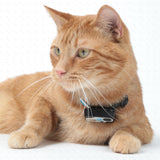 Designer Cat Collar Super Bundle