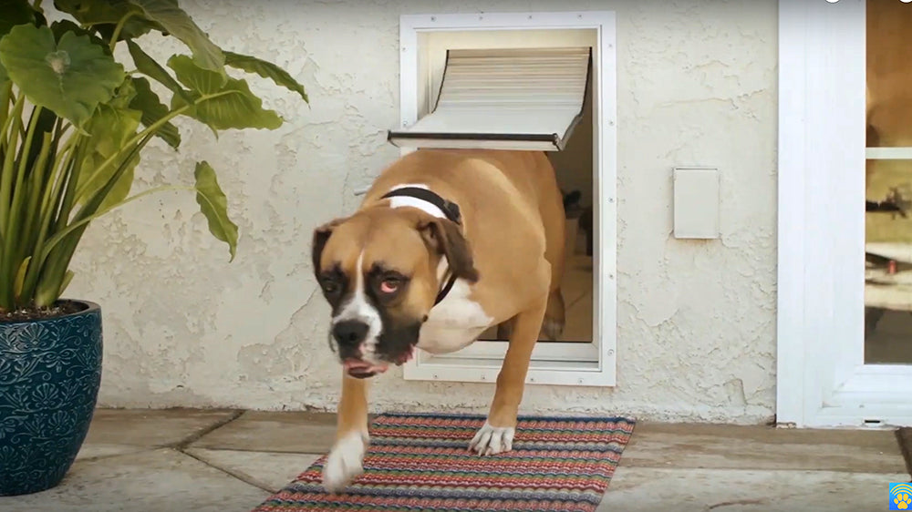 Amazon Airtight Dog Door Pet Prime Ways Locking Pet Flap Door For
