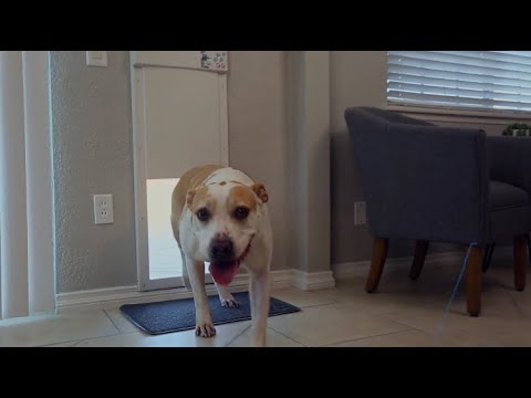 Model PX-1 MEDIUM STANDARD POWER PET ® DOOR for Cats and Dogs up to 30 lbs.