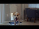 NEW! WiFi Controlled, Pet Operated Power Pet® Door Large, 12" X 16" Opening for Pets up to 100 lbs.