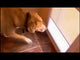 POWER PET ® FULLY AUTOMATIC PATIO PET DOORS NEW IMPROVED DESIGN! NEW LOWER PRICE! (Select Size in Options Below.) These doors are built to order. Please Allow 2 Weeks for Delivery