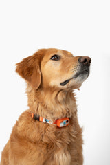 MS-5 Orange Designer Series Automatic Pet Door Collar