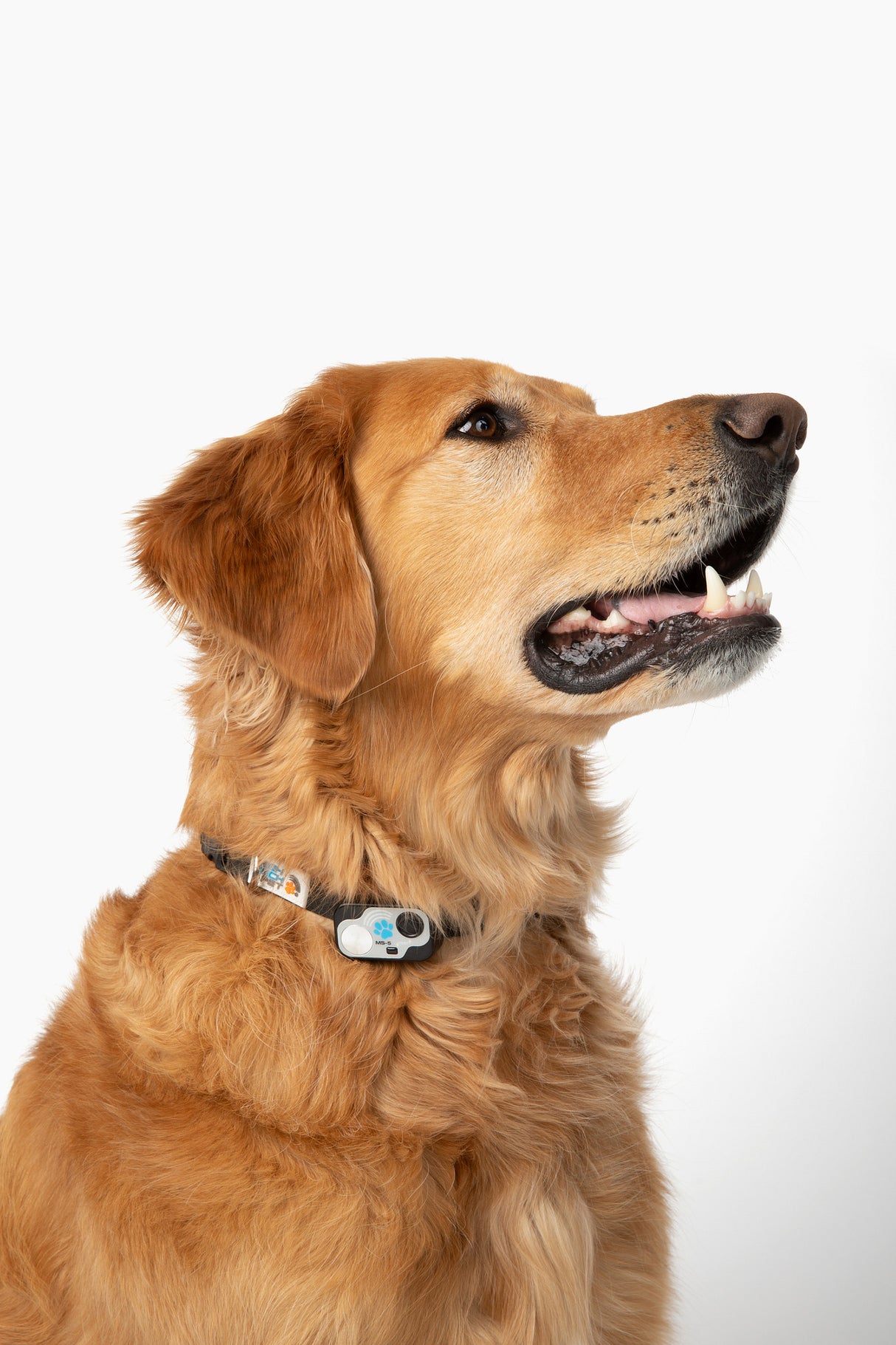 MS-5 Black Designer Series Automatic Pet Door Collar