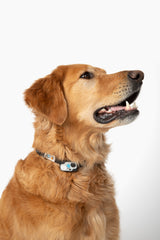 MS-5 Black Designer Series Automatic Pet Door Collar