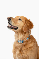 MS-5 Paw Designer Series Automatic Pet Door Collar