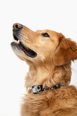 MS-5 Modern Designer Series Automatic Pet Door Collar