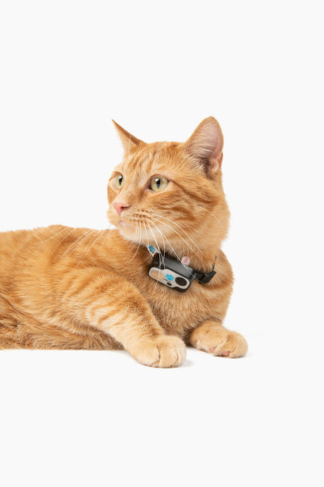 MS-5 Designer Series Black  Cat Safety Collar