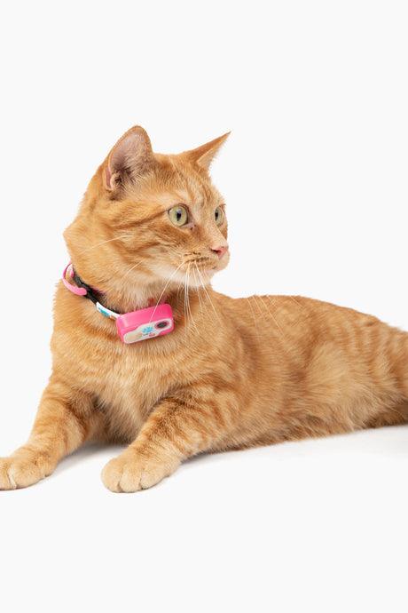 MS-5 Designer Series Pink Cat Safety Collar