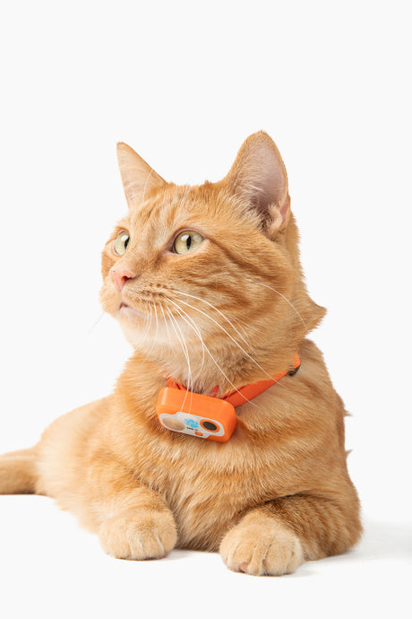 MS-5 Designer Series Orange  Cat Safety Collar